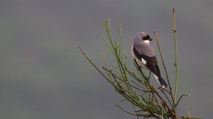 Karaalınlı örümcekkuşu