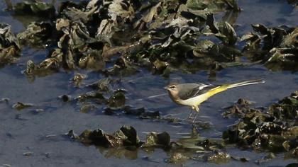 Dağ kuyruksallayanı