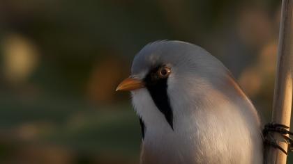 Bıyıklı baştankara