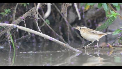 Kındıra kamışçını