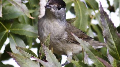 Karabaşlı ötleğen