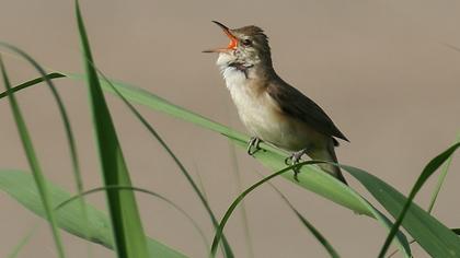 Büyük kamışçın