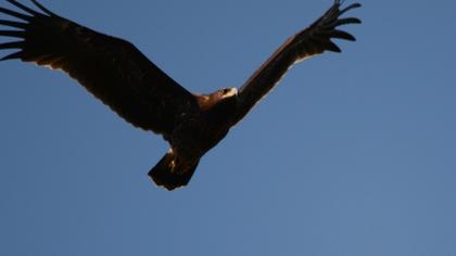 Büyük orman kartalı