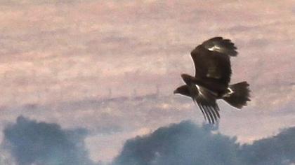 Küçük orman kartalı