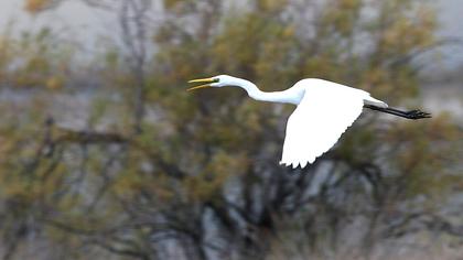 Büyük ak balıkçıl