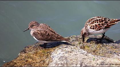 Sarıbacaklı kumkuşu