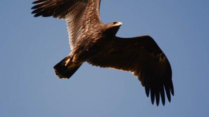 Küçük orman kartalı