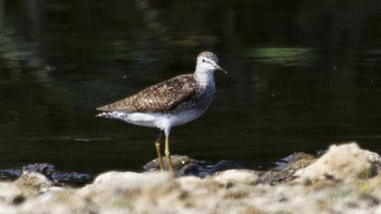 Orman düdükçünü