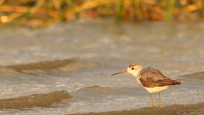 Bataklık düdükçünü