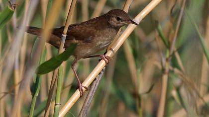 Bataklık kamışçını