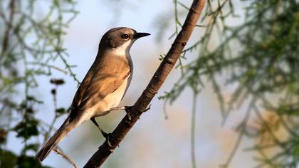 Küçük akgerdanlı ötleğen