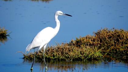 Küçük ak balıkçıl