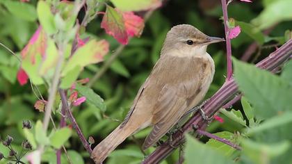Büyük kamışçın