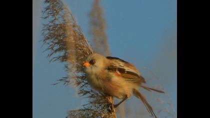 Bıyıklı baştankara