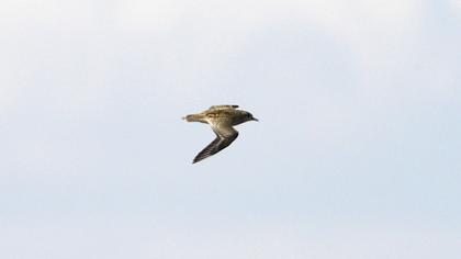 Küçük altın yağmurcun