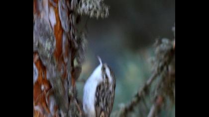 Orman tırmaşıkkuşu