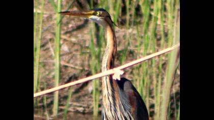 Erguvani balıkçıl