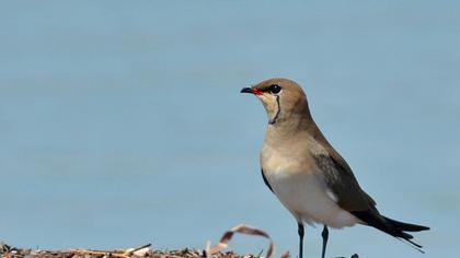 Bataklıkkırlangıcı