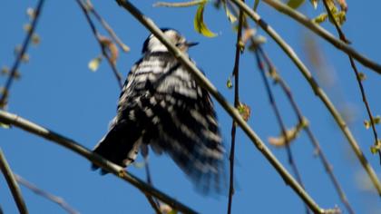 Küçük ağaçkakan