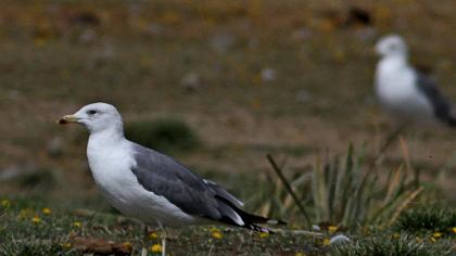 Van gölü martısı