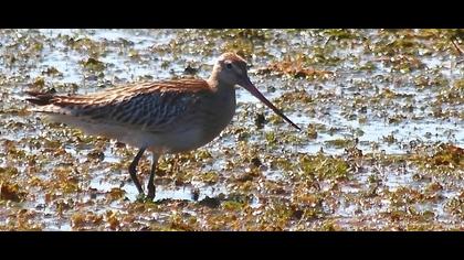 Kıyı çamurçulluğu