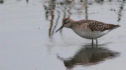 Orman düdükçünü