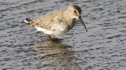 Karakarınlı kumkuşu