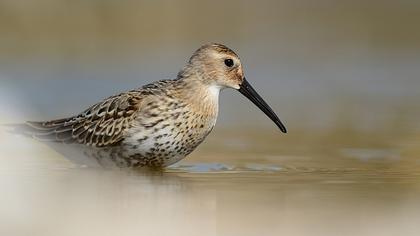 Karakarınlı kumkuşu