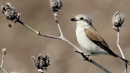 Kızılsırtlı örümcekkuşu