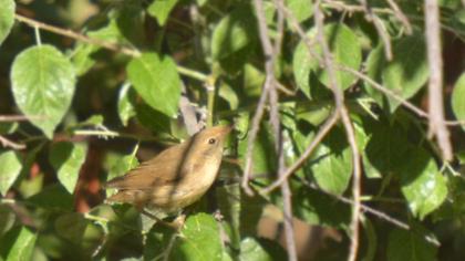 Çalı kamışçını