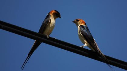 Kızıl kırlangıç