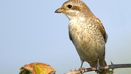 Kızılsırtlı örümcekkuşu