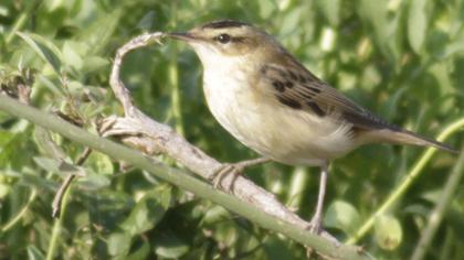 Kındıra kamışçını