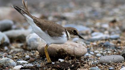 Halkalı küçük cılıbıt
