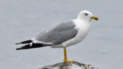 Van gölü martısı