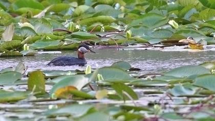 Kızılboyunlu batağan