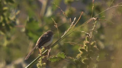 Dikkuyruklu ötleğen