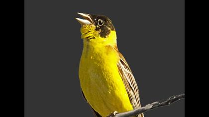 Karabaşlı kirazkuşu