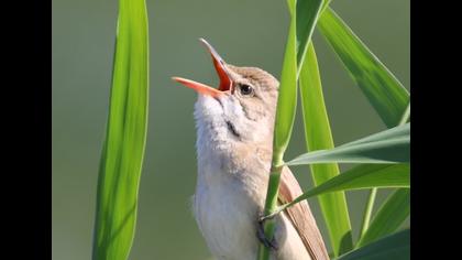 Büyük kamışçın