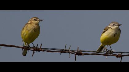 Sarı kuyruksallayan