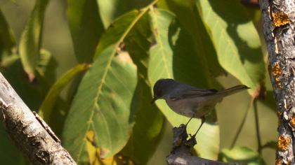 Bıyıklı ötleğen