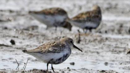 Karakarınlı kumkuşu