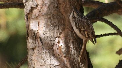 Bahçe tırmaşıkkuşu