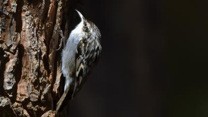 Bahçe tırmaşıkkuşu