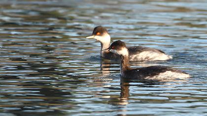 Karaboyunlu batağan