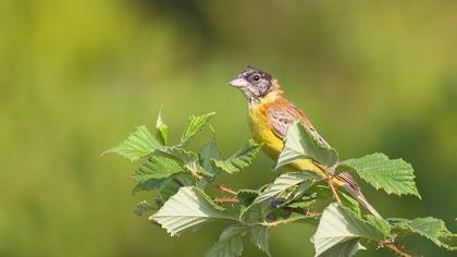 Karabaşlı kirazkuşu