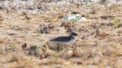 Halkalı küçük cılıbıt