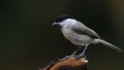 Kayın baştankarası