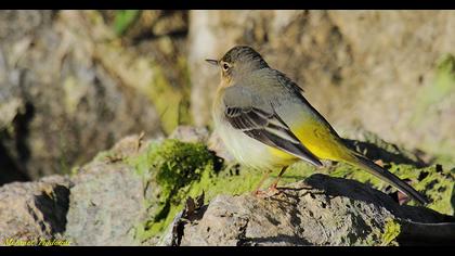Dağ kuyruksallayanı