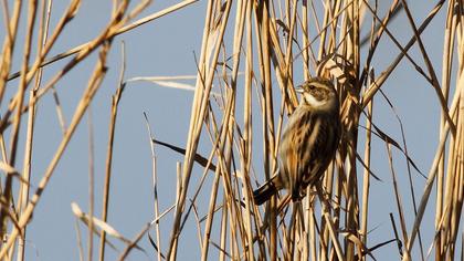 Bataklık Kirazkuşu